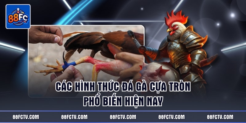Các hình thức đá gà cựa tròn phổ biến hiện nay