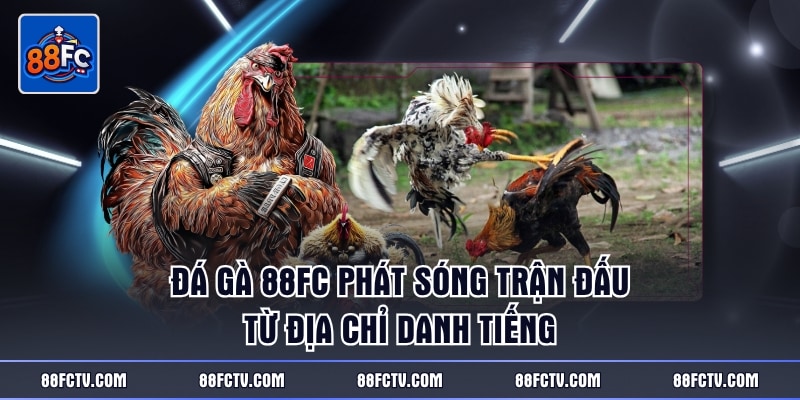 Đá gà 88FC phát sóng trận đấu từ địa chỉ danh tiếng