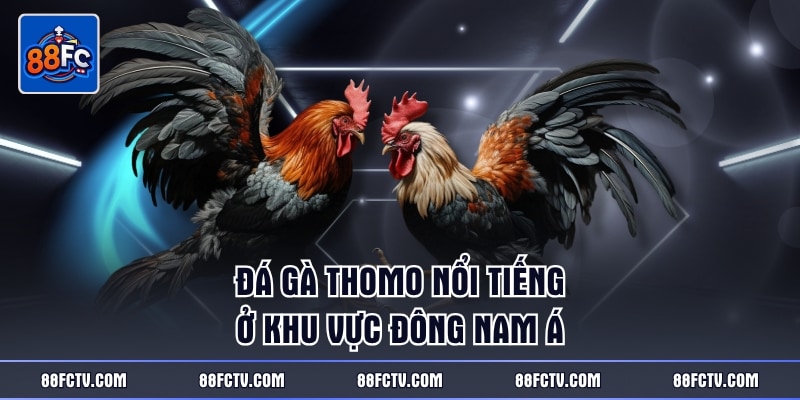 Đá gà Thomo nổi tiếng ở khu vực Đông Nam Á