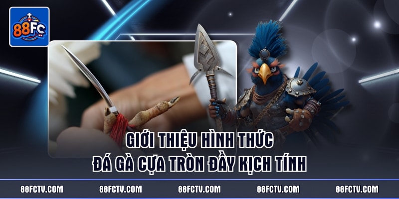 Giới thiệu hình thức đá gà cựa tròn đầy kịch tính
