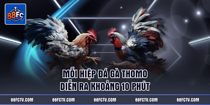 Mỗi hiệp đá gà Thomo diễn ra khoảng 10 phút